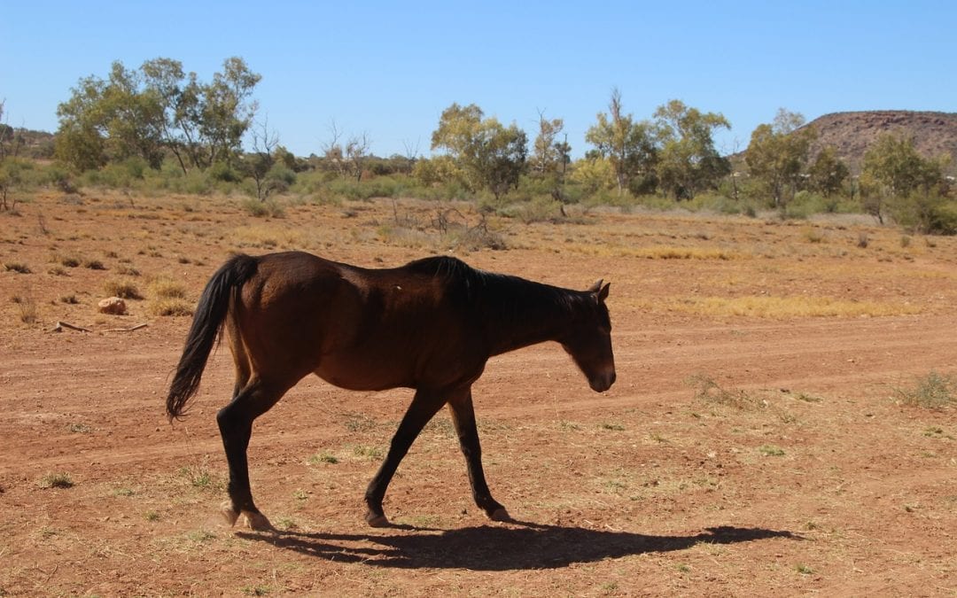 Equestrian Stables: Same Quality, Different Pilbara Shed Product