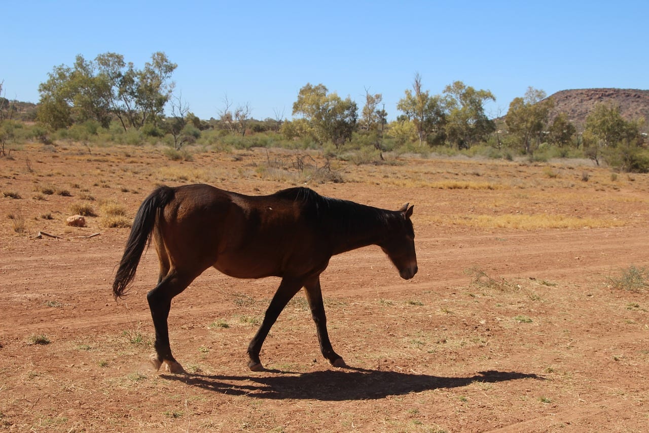 equestrian outback